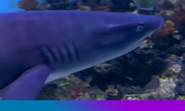 Hiu dalam Aquarium