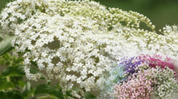 Bunga Baby Breath
