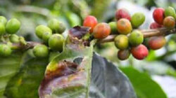 Penyakit Bercak Buah Cercospora Tanaman Kopi
