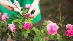 Pruning Mawar