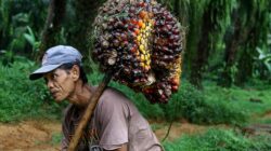 Petani sedang mengangkat Tandan Buah Segar - Ilustrasi