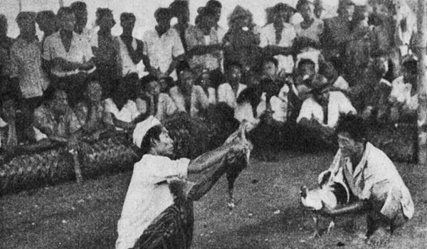 Legenda Sabung Ayam