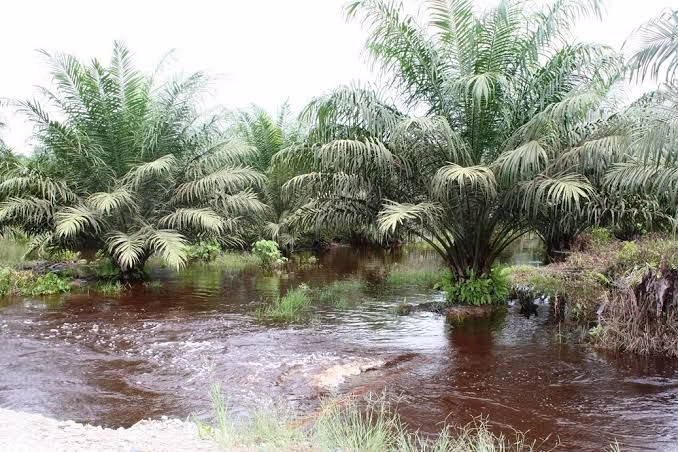Iklim Tidak Stabil di Kebun sawit